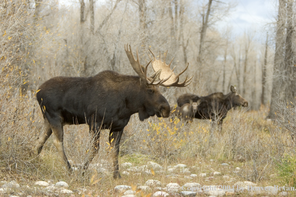 Shiras bull moose in habitat with cow and young.