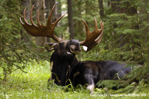 Shiras bull moose in habitat.