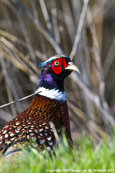 Ring-necked pheasant in habitat. 