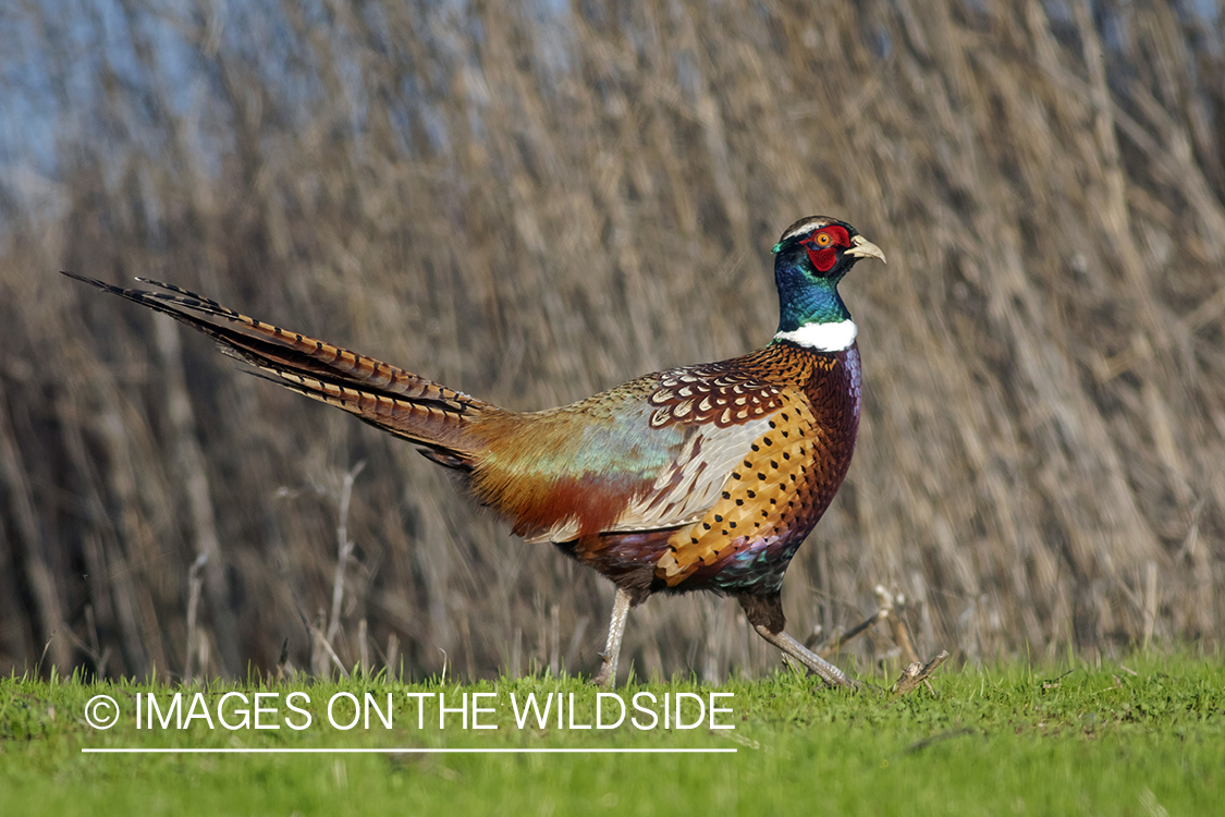 Ring-necked pheasant in habitat.