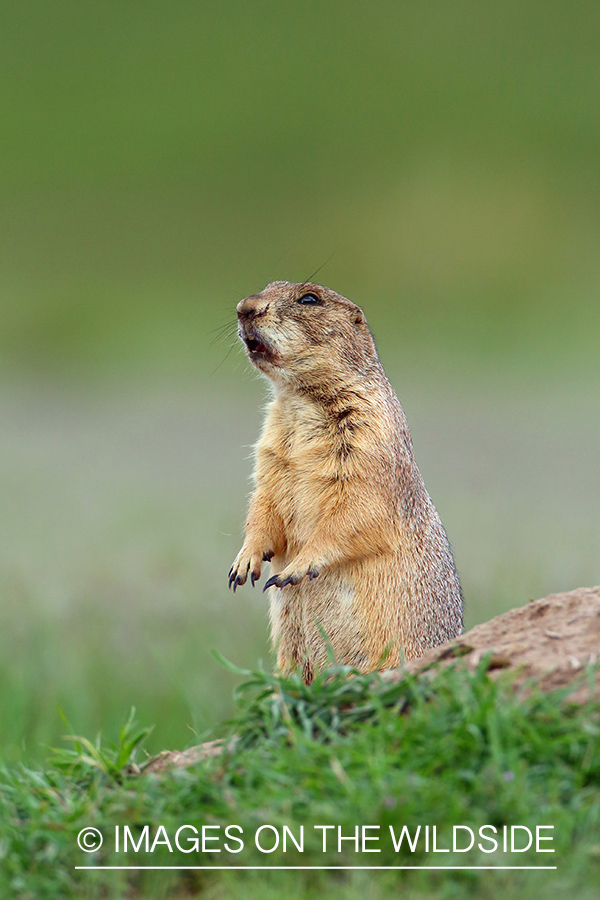 Prairie dog in habitat.