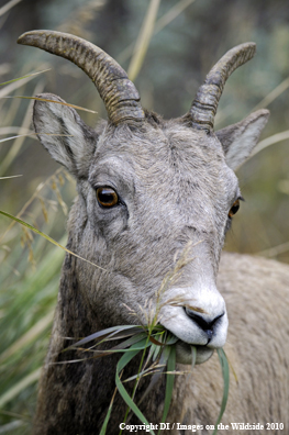 Young Rocky Mountain Big Horn Sheep