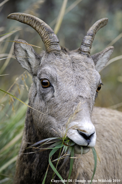 Young Rocky Mountain Big Horn Sheep