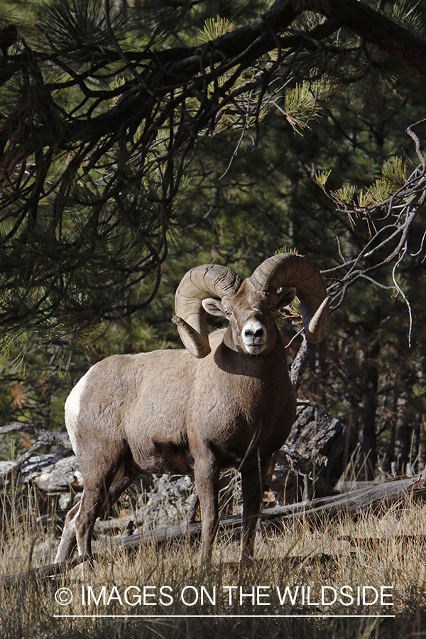 Rocky Mountain bighorn sheep in field.