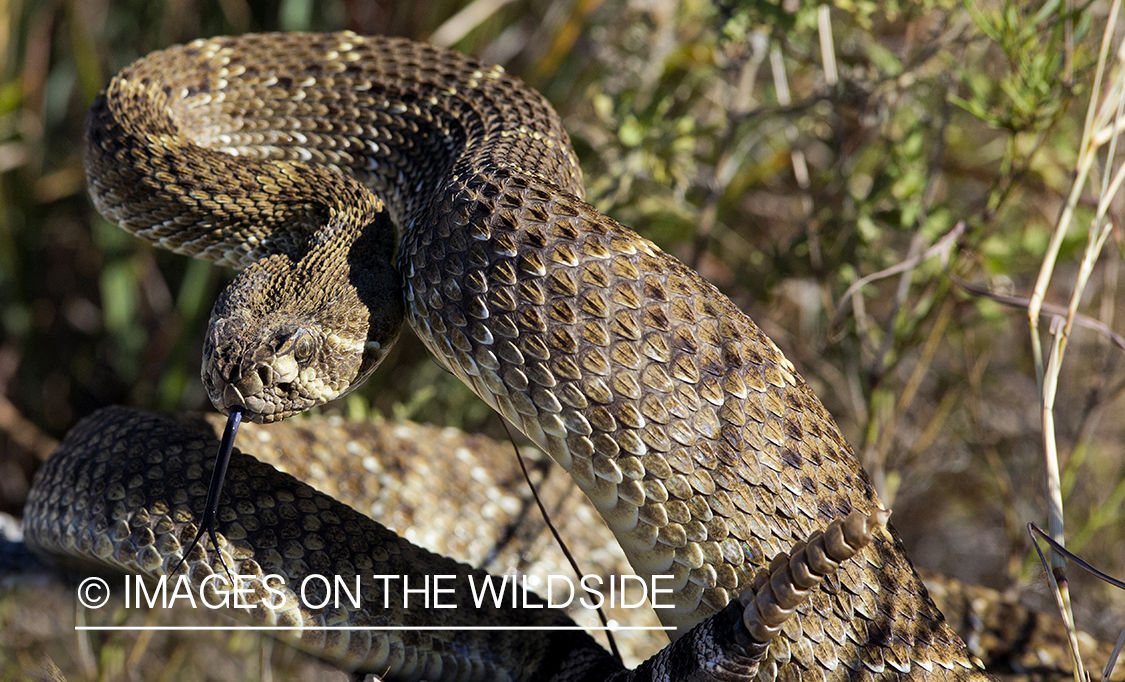 Rattlesnake in field.