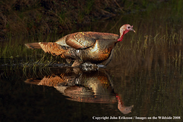 Eastern Wild Turkey