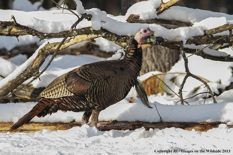 Eastern wild turky during winter.