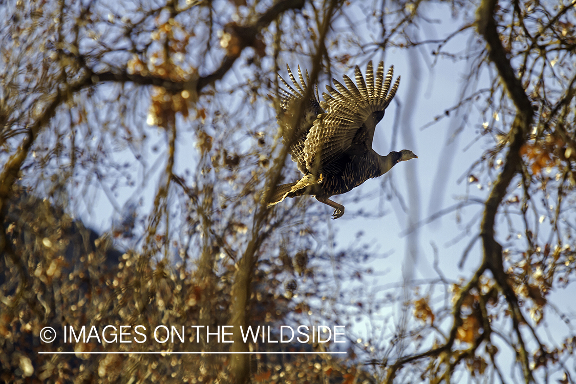 Wild turkey in flight.