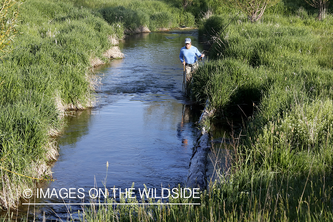 Flyfisherman in fishing stream.