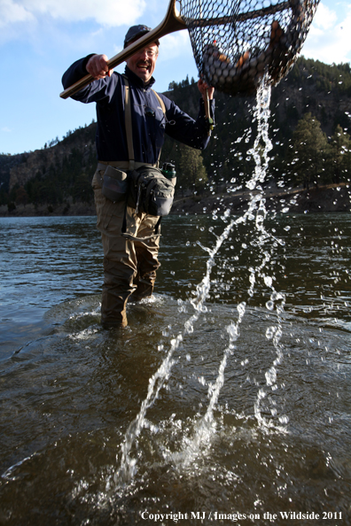 Flyfisherman netting a nice rainbow trout.