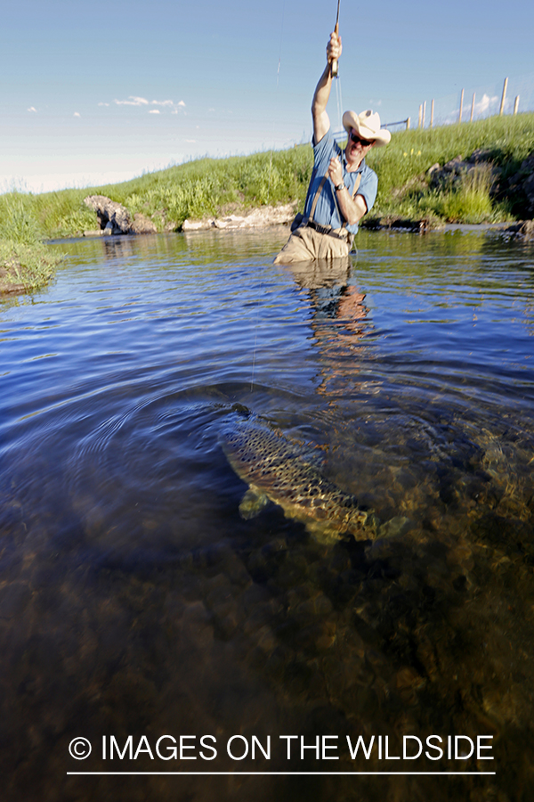 Flyfisherman fighting with brown trout.