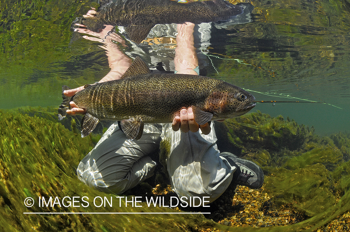 Flyfisherwoman realeasing rainbow trout. 