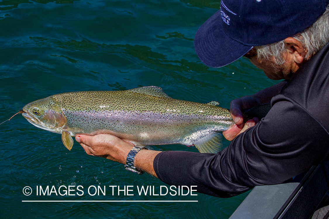 Flyfisherman with rainbow trout.