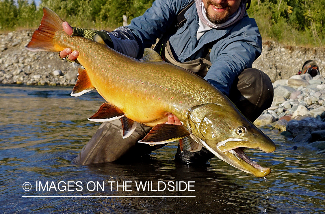 Flyfisherman releasing bull trout.