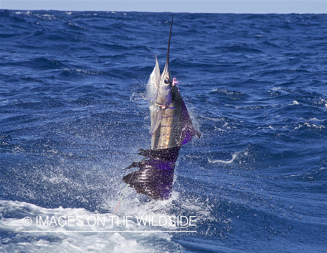 Sailfish jumping.