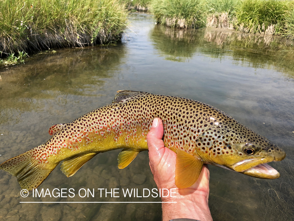 Flyfisherman releasing brown trout.