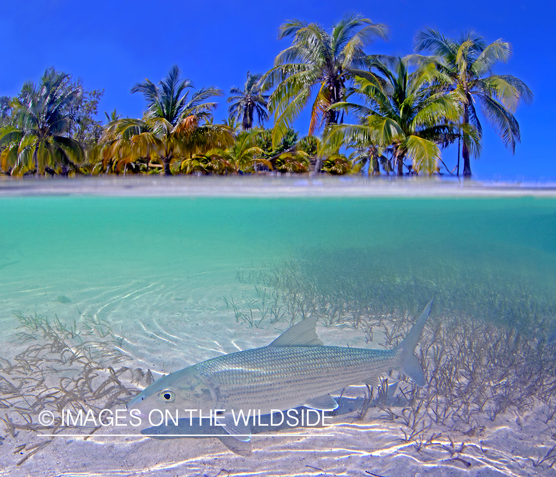 Bonefish in habitat.