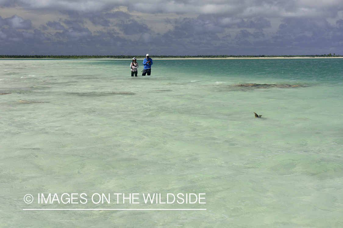 Flyfishermen casting towards tailing Peachy Triggerfish.