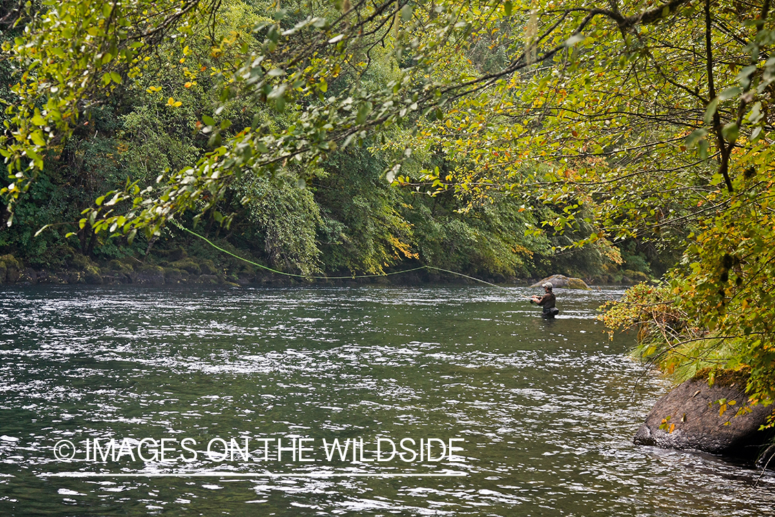 Flyfisherman casting on river. 