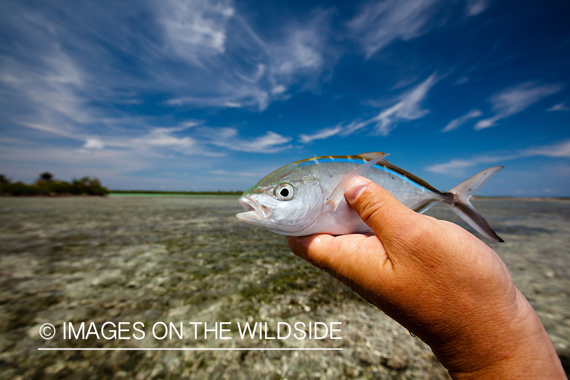 Flyfisherman with fish.