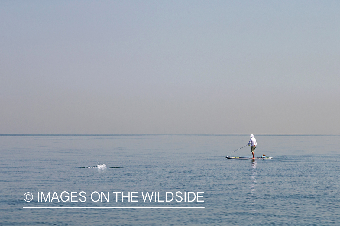 Flyfishing for queenfish off the coast of Dubai, UAE.