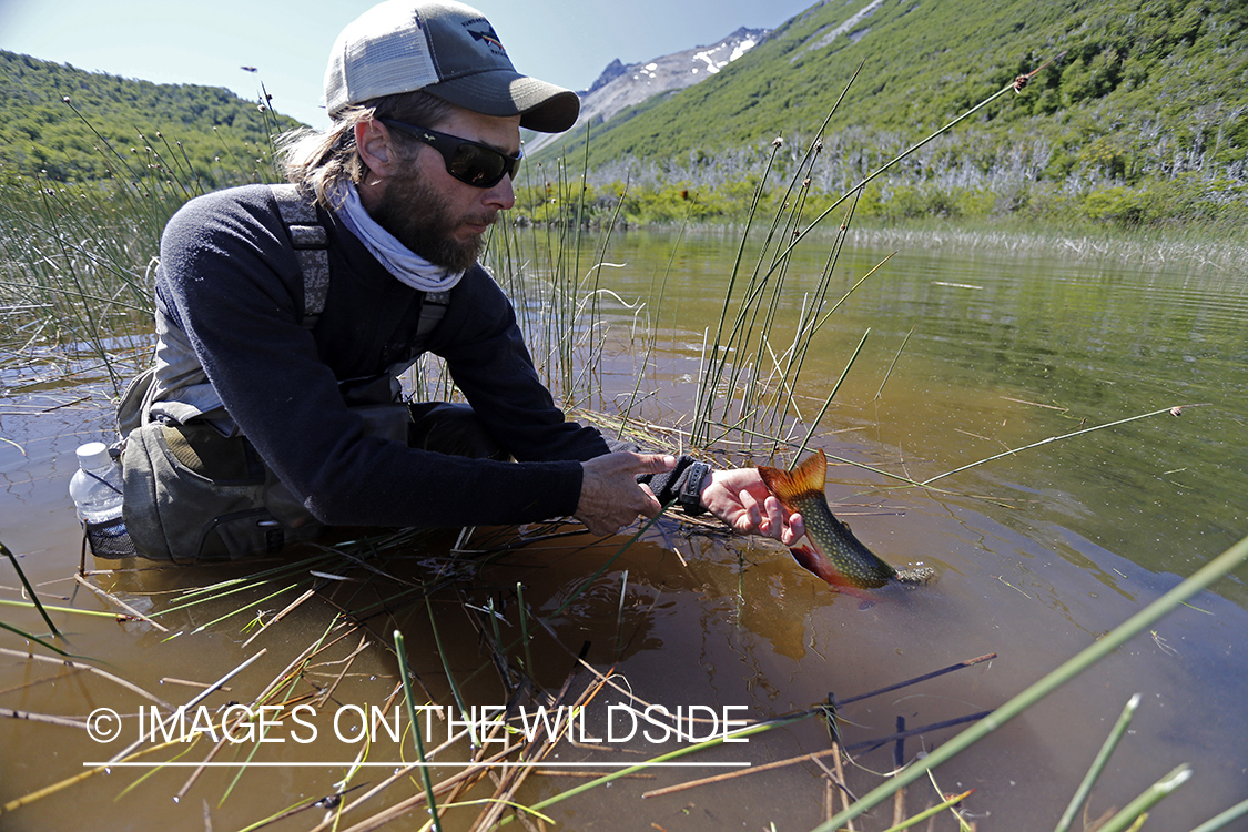 Flyfisherman releasing brook trout.