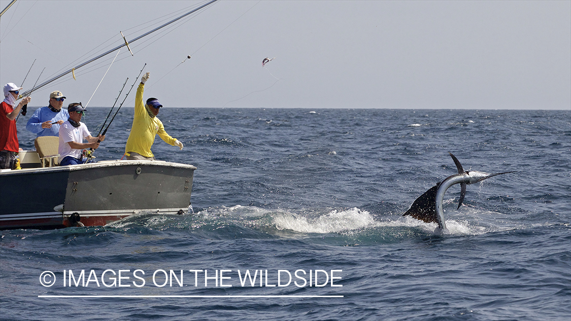 Deep sea fisherman fighting jumping atlantic sailfish.
