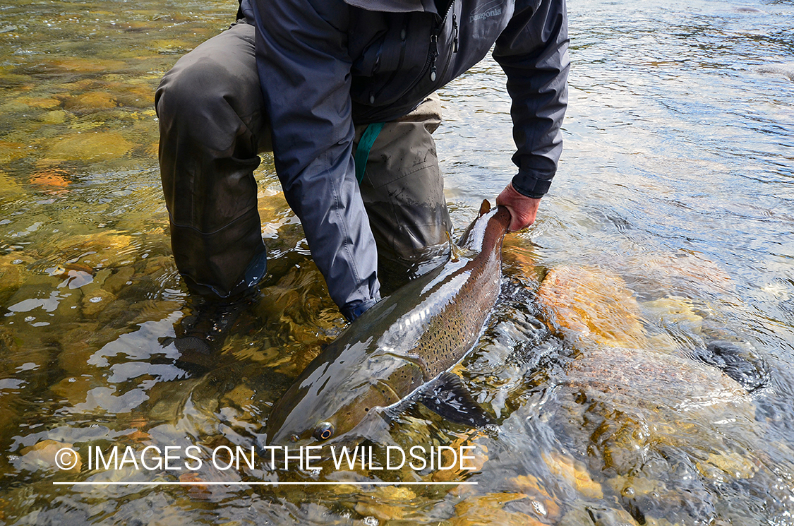 Fly fisherman releasing Taimen.