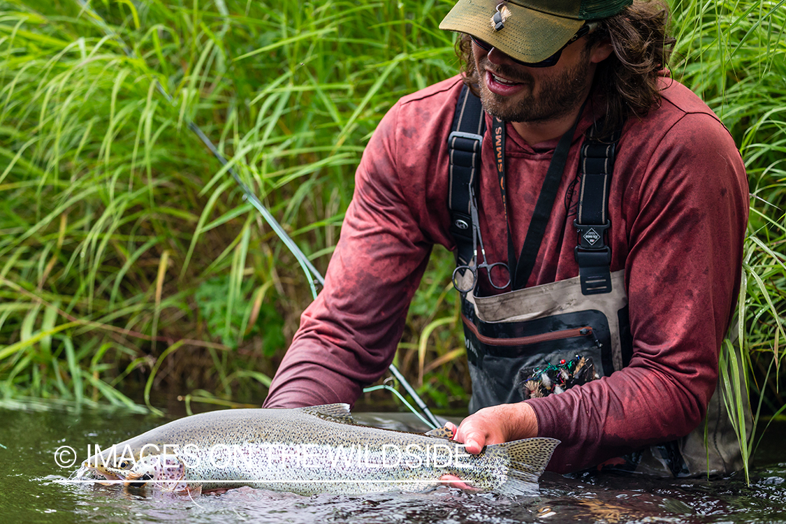 Flyfisherman releasing rainbow trout in Sedanka river in Kamchatka Peninsula, Russia.