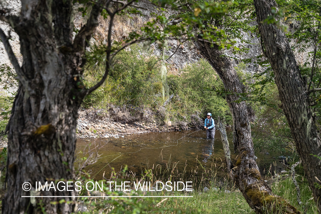 Woman fly fishing guide(Marcela Appelhanz) on stream.