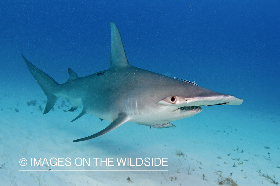 Hammerhead shark in habitat.