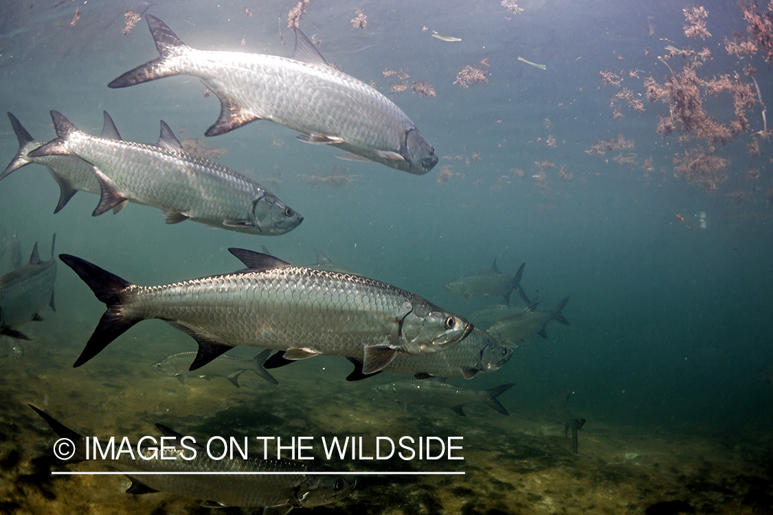 Tarpon under water.