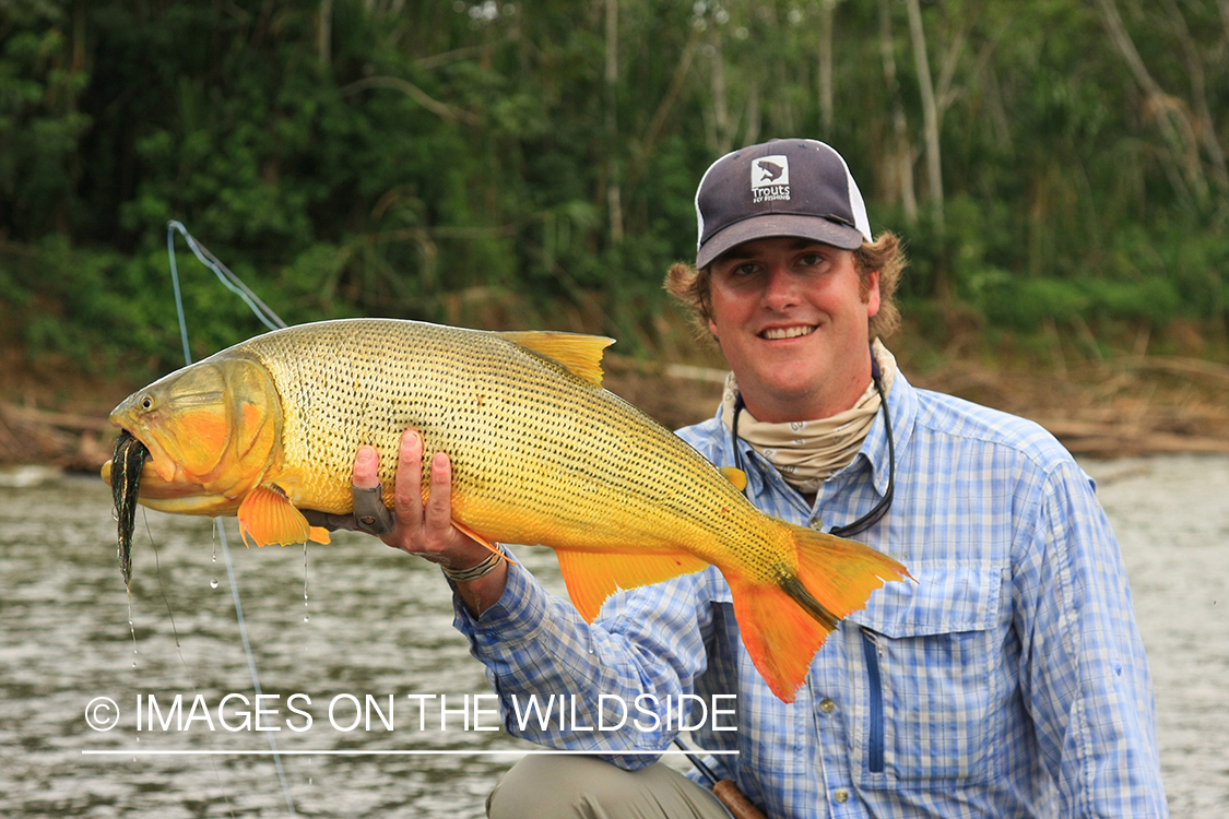 Fly Fisherman with a Golden Dorado.