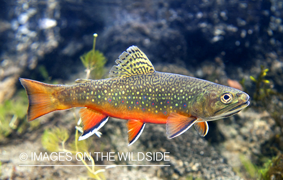 Brook trout in habitat.