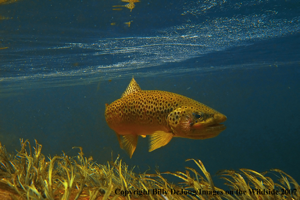 Underwater brown trout 