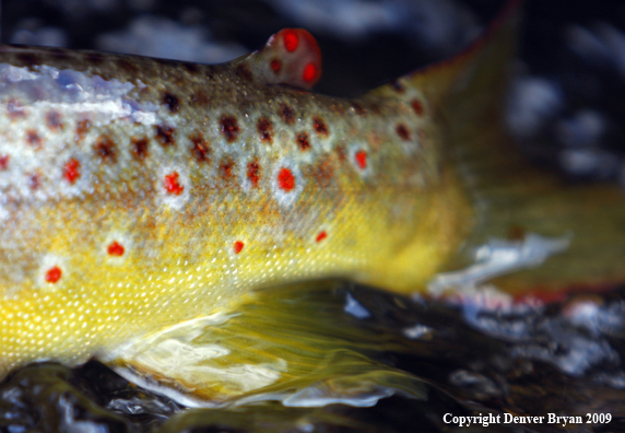 Brown trout underwater