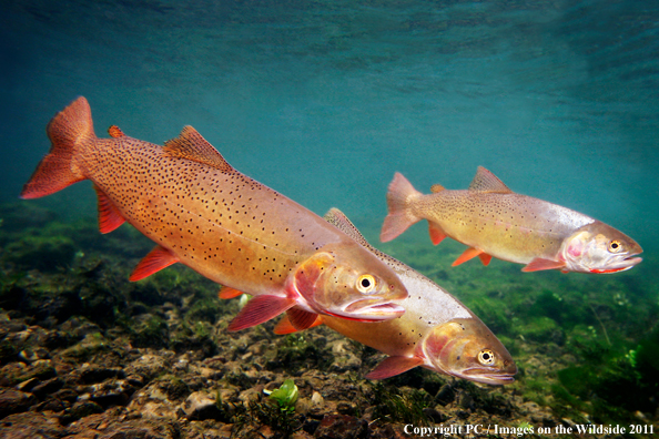 Snake River Fines Spotted Cutthroat, WY. 