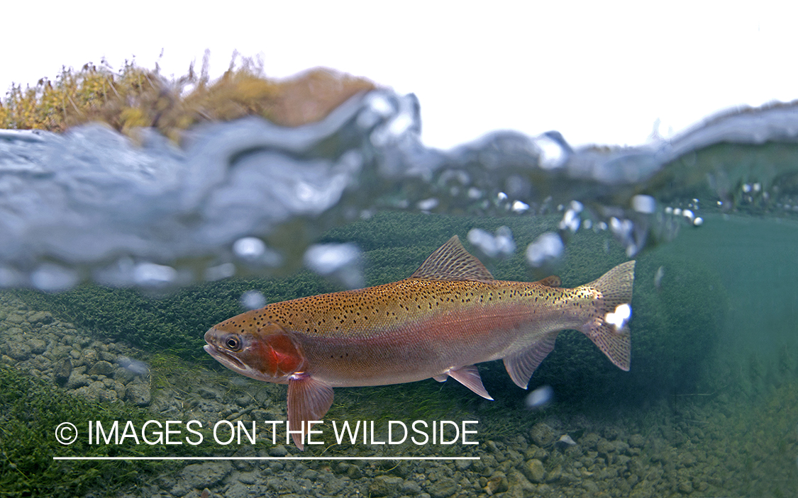 Rainbow trout, Missouri River, Montana.