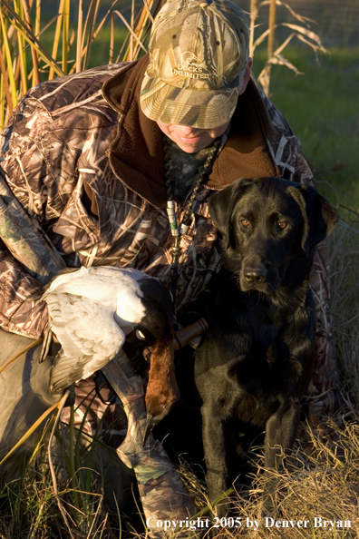 Duck hunter and Labrador Retriever at edge of marsh with bagged canvasback drake.