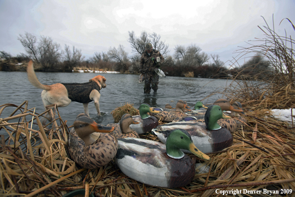 Retrieving Decoys