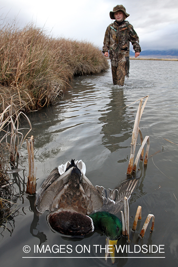 Young waterfowl hunter with bagged mallard.