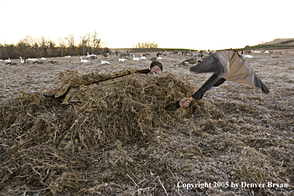 Goose hunter sitting in blind waving goose decoy.