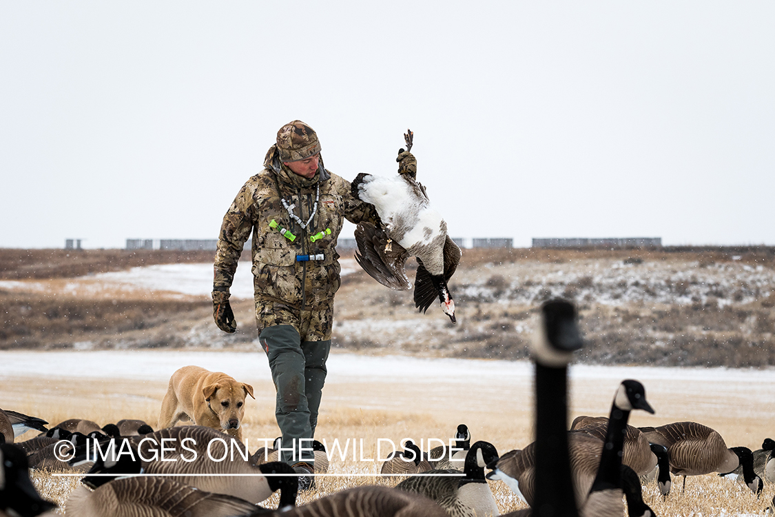 Hunter with bagged Canada goose.