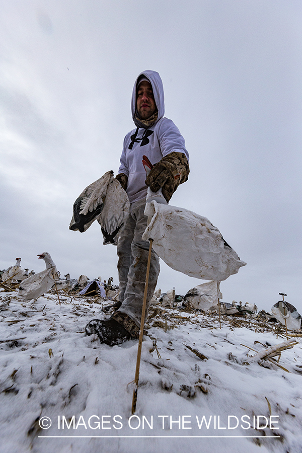 Hunters in field with decoys. 