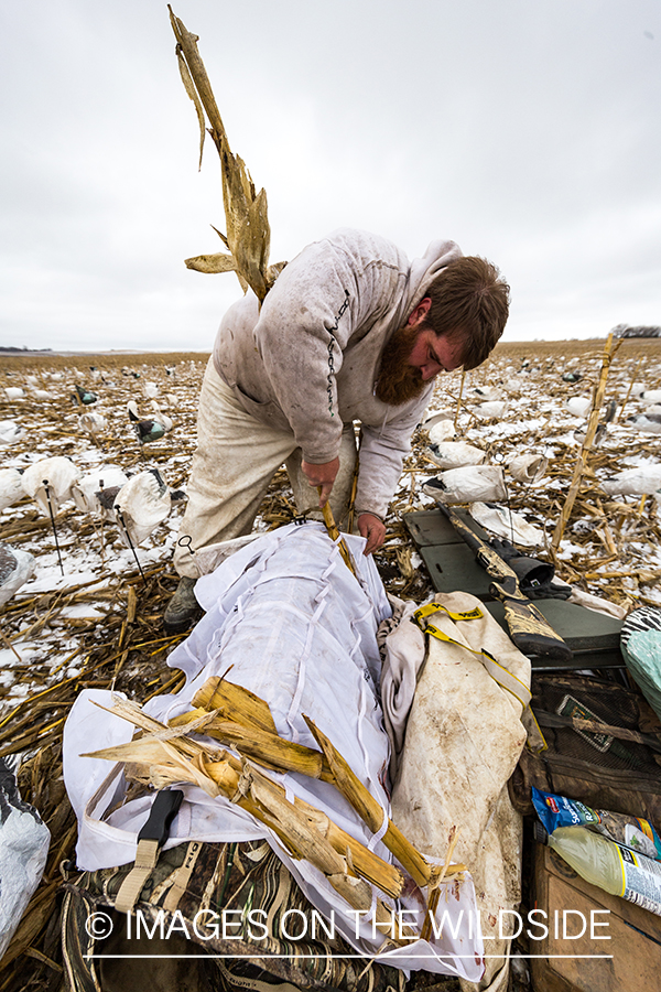 Hunter packing up after day of goose hunting.