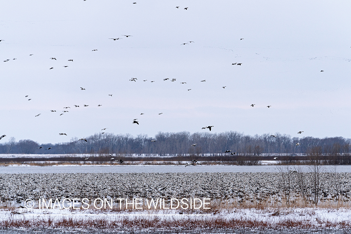 Snow geese in flight.