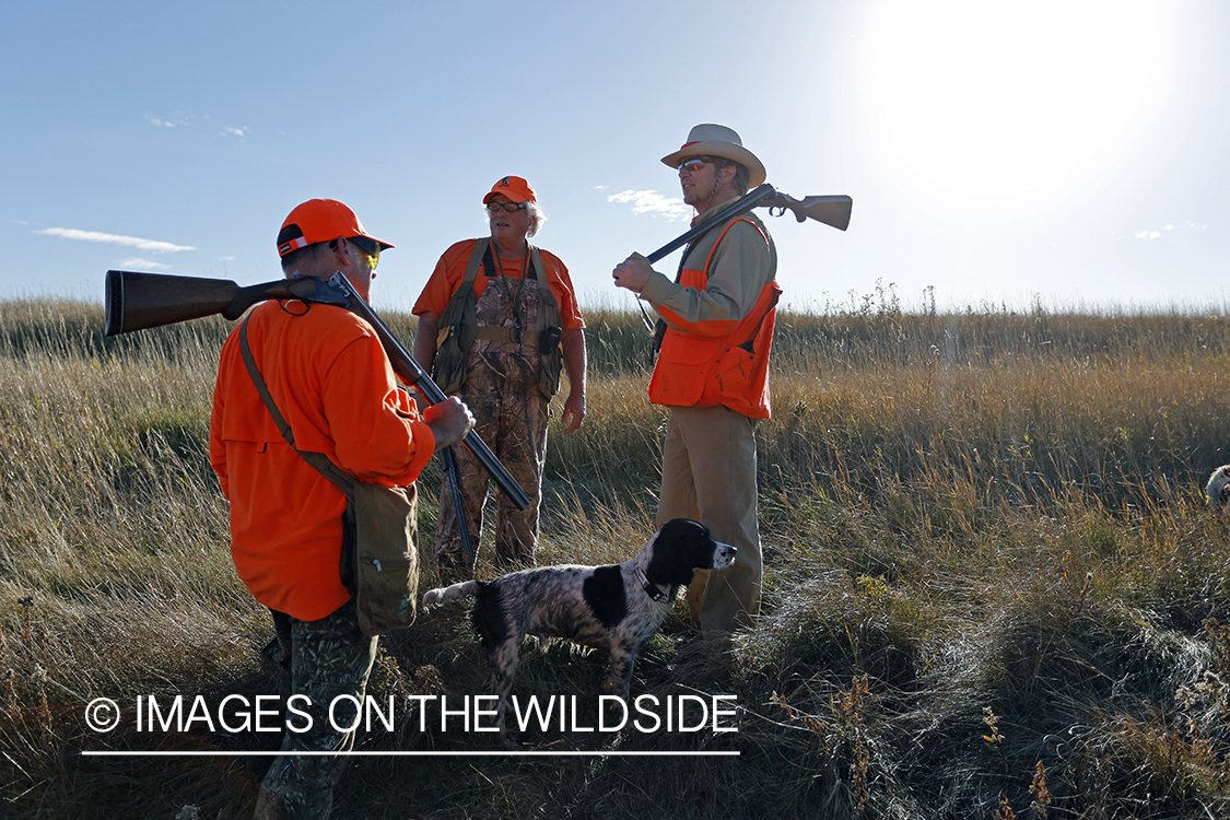 Upland game bird hunters in field with springer spaniel.