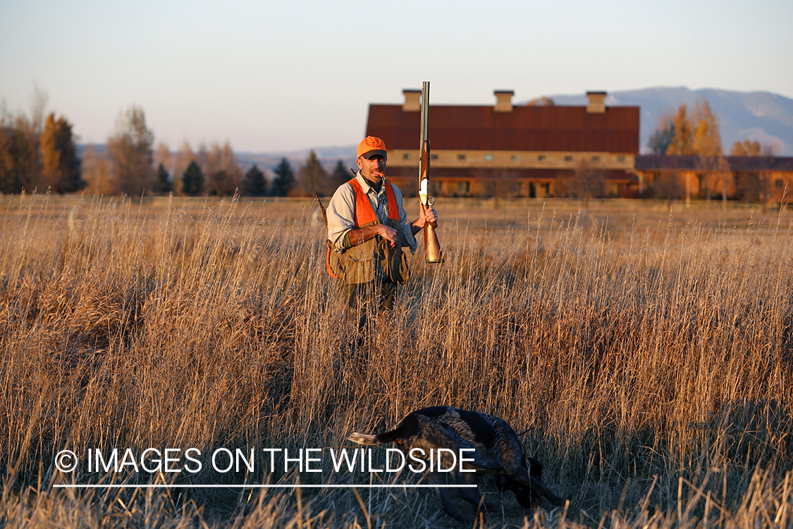 Pheasant hunter in field with Griffon Pointer.