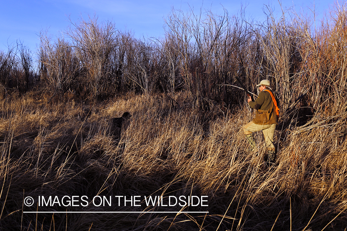 Pheasant hunter in field.