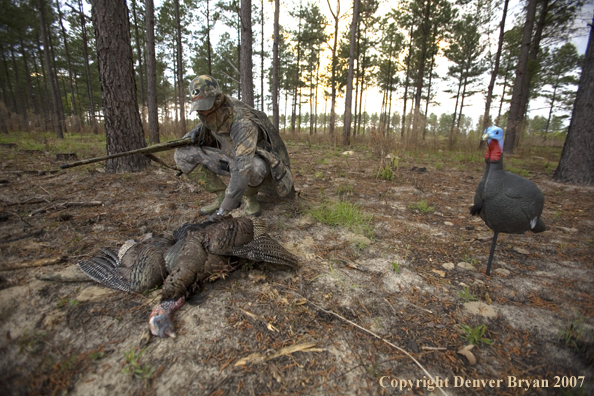 Turkey hunter with downed turkey.